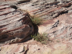 Heterotheca excelsior