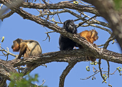 Alouatta belzebul