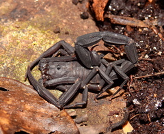 Tityus obscurus