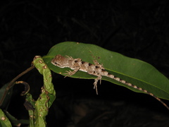 Enyalius erythroceneus