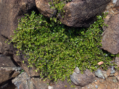 Coprosma neglecta