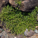 Coprosma neglecta - Photo no rights reserved, uploaded by Peter de Lange