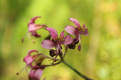 Alstroemeria revoluta