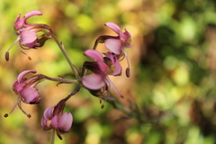 Alstroemeria revoluta