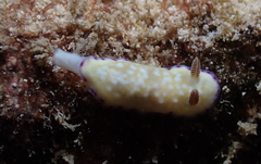 Goniobranchus albopustulosus