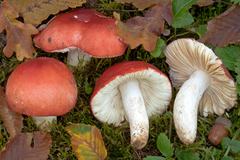 Russula pseudointegra