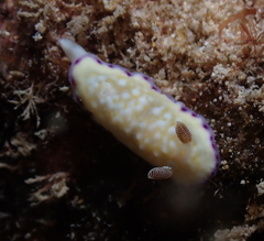 Goniobranchus albopustulosus