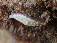 Goniobranchus albopustulosus