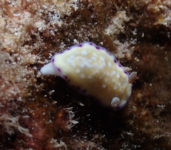 Goniobranchus albopustulosus