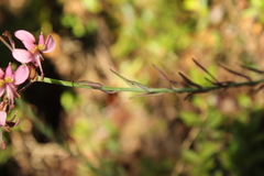 Alstroemeria revoluta