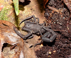 Tityus obscurus