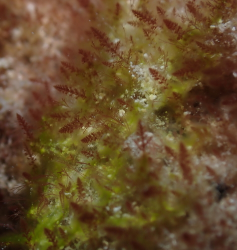 Tolypiocladia observed 2022-01-24