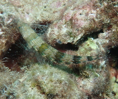Synodus binotatus