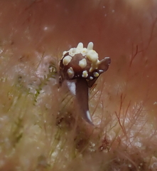 Colpodaspis thompsoni