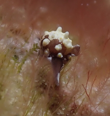 Colpodaspis thompsoni