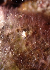 Colpodaspis thompsoni