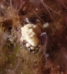 Colpodaspis thompsoni