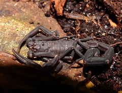 Tityus obscurus