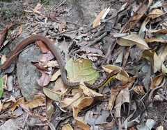 Echinanthera cephalostriata