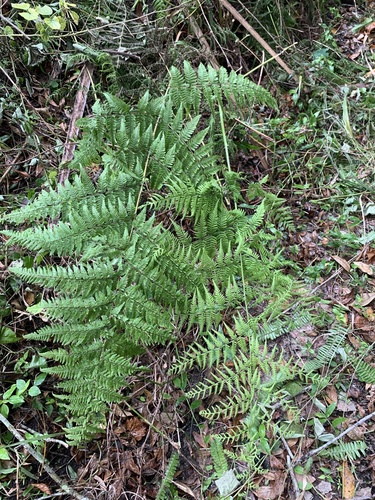 Macrothelypteris image