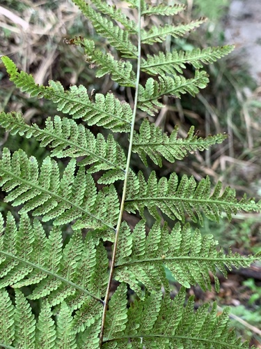 Macrothelypteris torresiana image