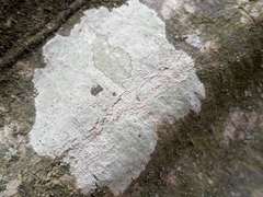 Phlyctis boliviensis