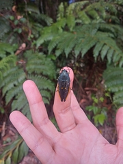 Conognatha