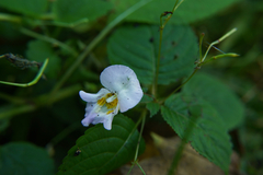 Impatiens edgeworthii