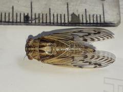 Tympanoterpes elegans