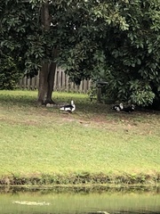 Cairina moschata domestica