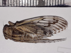 Tympanoterpes elegans