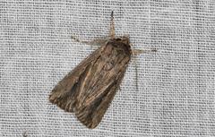 Persectania dyscrita