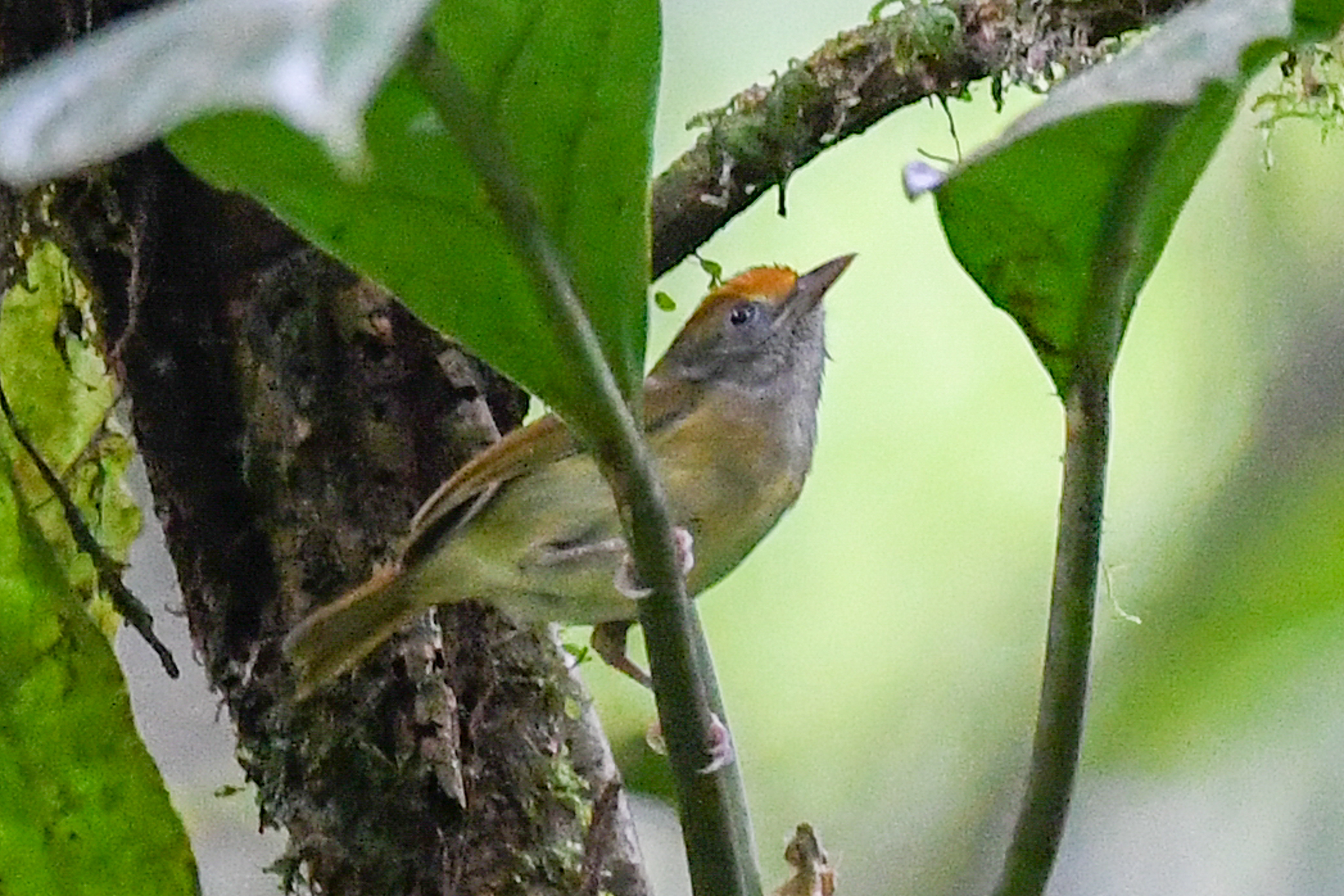 Tawny-crowned Greenlet (Tunchiornis ochraceiceps)
