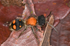 Pseudomethoca ugaldei