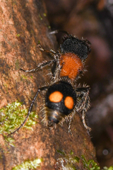 Pseudomethoca ugaldei