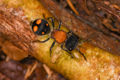 Pseudomethoca ugaldei