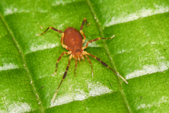 Zalmoxidae