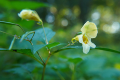 Impatiens edgeworthii