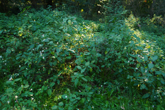 Impatiens edgeworthii