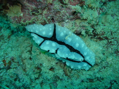 Phyllidiopsis shireenae