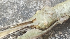 Cladomorphus phyllinus