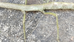 Cladomorphus phyllinus