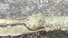 Cladomorphus phyllinus