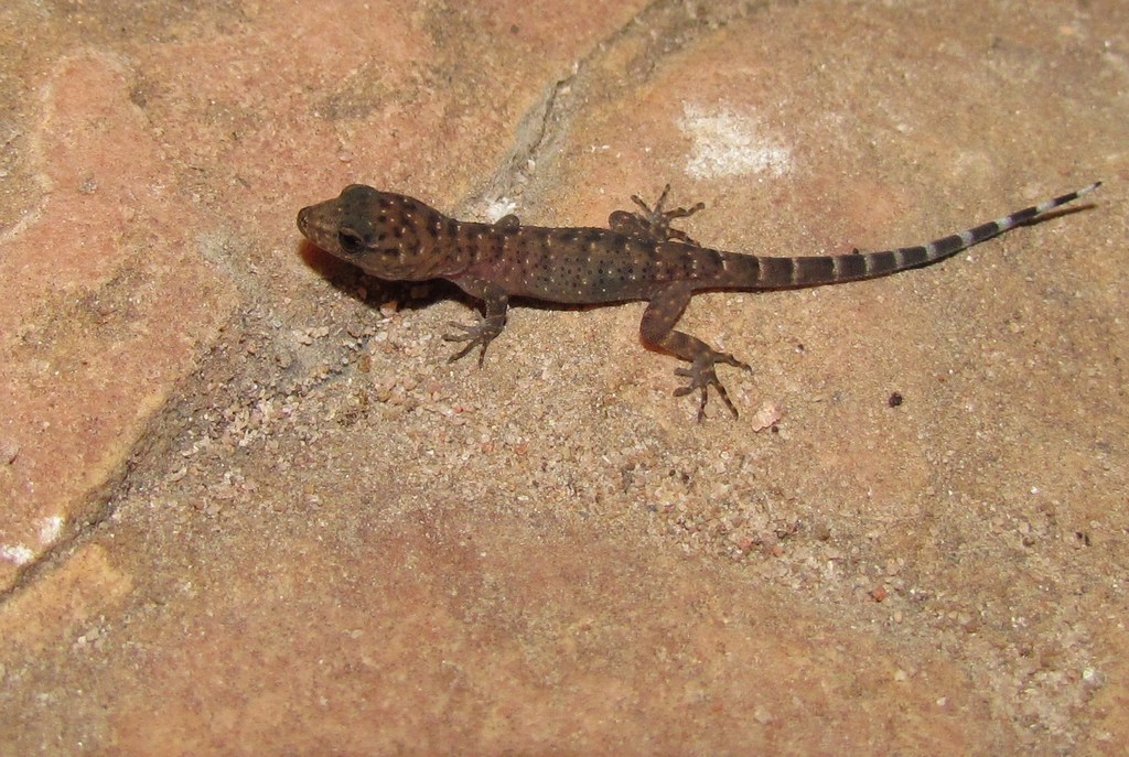 Bahia Naked-Toed Gecko