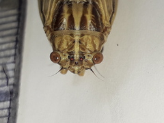 Tympanoterpes elegans