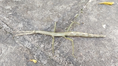 Cladomorphus phyllinus