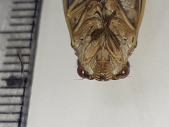 Tympanoterpes elegans