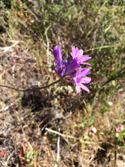 Dipterostemon capitatus