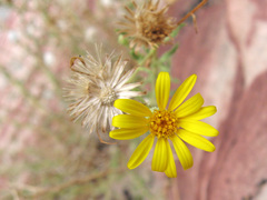 Heterotheca cinerascens