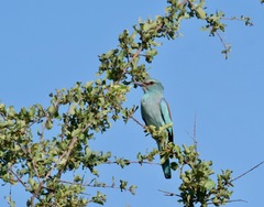 Coracias garrulus garrulus